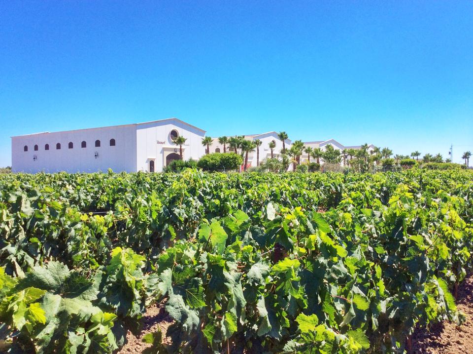 BODEGAS BARÓN