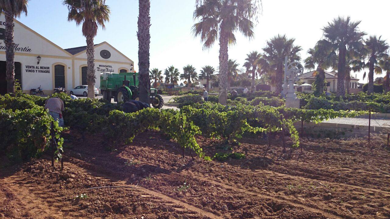 BODEGA MELLADO MARTÍN