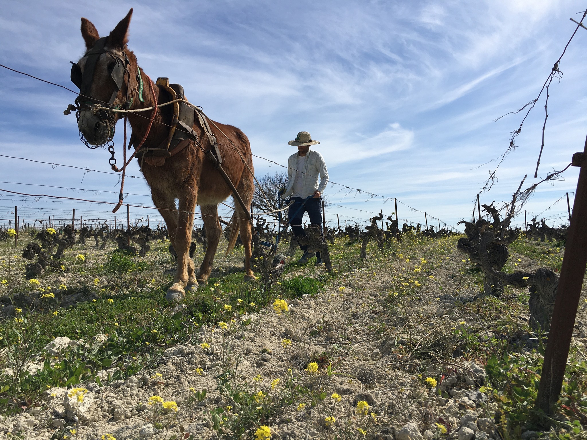 BODEGA ECOLÓGICA MUCHADA-LÉCLAPART