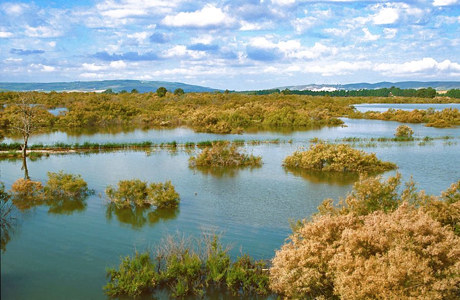 COLA DEL EMBALSE DE BORNOS