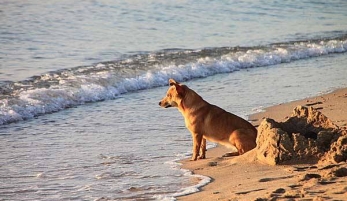 Cádiz contará esta temporada con una playa canina
