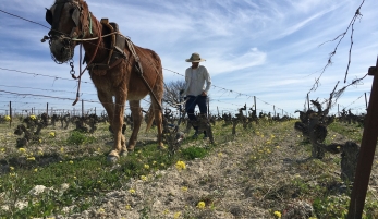 BODEGA ECOLÓGICA MUCHADA-LÉCLAPART