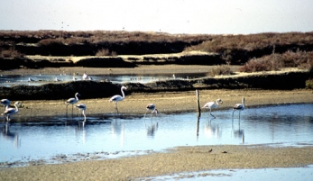 PARQUE NATURAL DE LA BAHÍA DE CÁDIZ