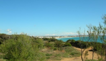PINAR DE LA BARROSA