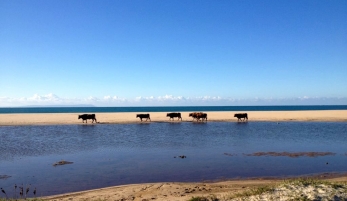 DUNA DE BOLONIA