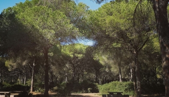 DEHESA Y PINARES DE ROCHE