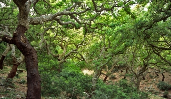 PARQUE NATURAL DE LOS ALCORNOCALES