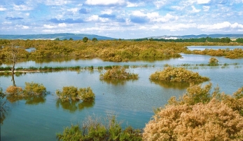 COLA DEL EMBALSE DE BORNOS