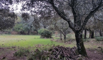 RUTA DE LOS LLANOS DEL BERRAL