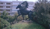 Galeria oficial MONUMENTO AL CABALLO