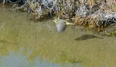 Galeria oficial PARQUE NATURAL DE LA BAHÍA DE CÁDIZ