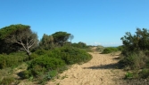 Galeria oficial PINAR DE LA BARROSA