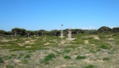 Galeria oficial PINAR DE LA BARROSA