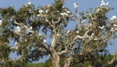 Galeria oficial PARQUE NATURAL DE DOÑANA