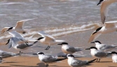 Galeria oficial PARQUE NATURAL DE DOÑANA