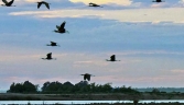 Galeria oficial PARQUE NATURAL DE DOÑANA