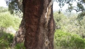 Galeria oficial PARQUE NATURAL DE LOS ALCORNOCALES