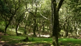 Galeria oficial PARQUE NATURAL DE LOS ALCORNOCALES